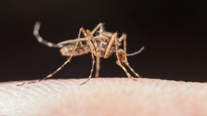 Dengue