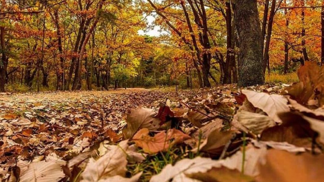 ¡Bienvenido, otoño! ¿Cuándo comienza el otoño en México?