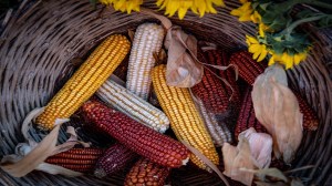 fotografía de la diversidad del maíz