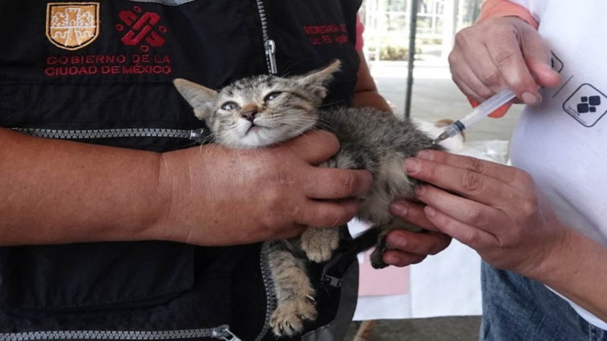 un gatito siendo vacunado contra la rabia