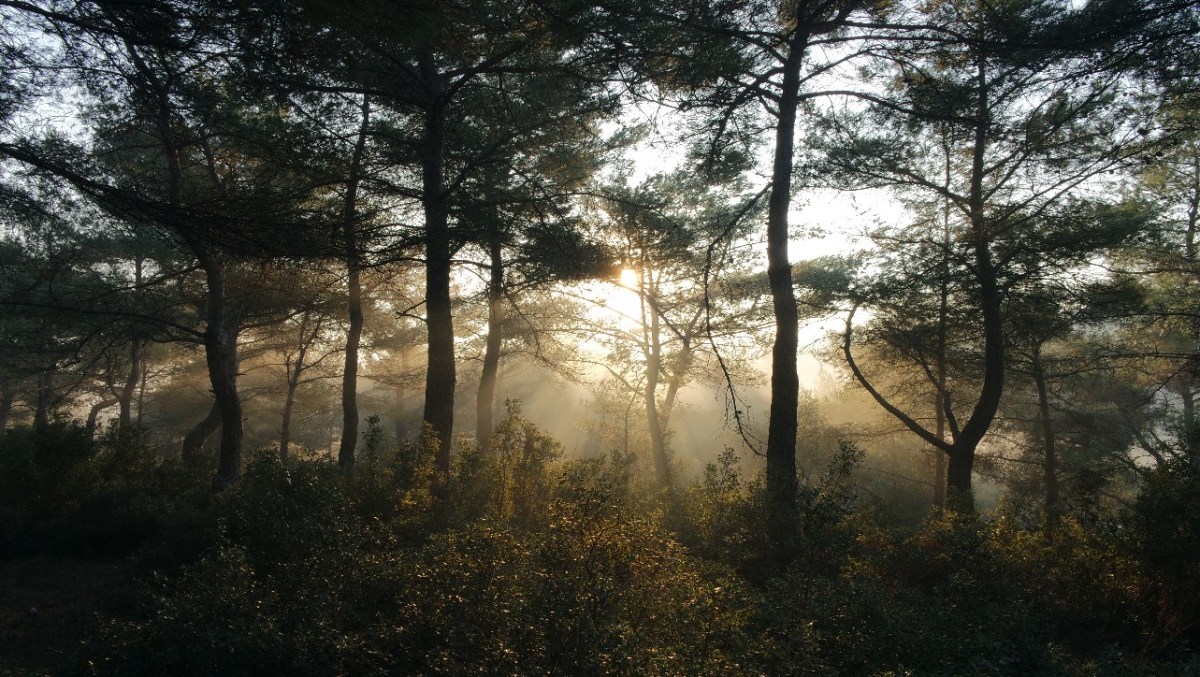 fotografía de la naturaleza