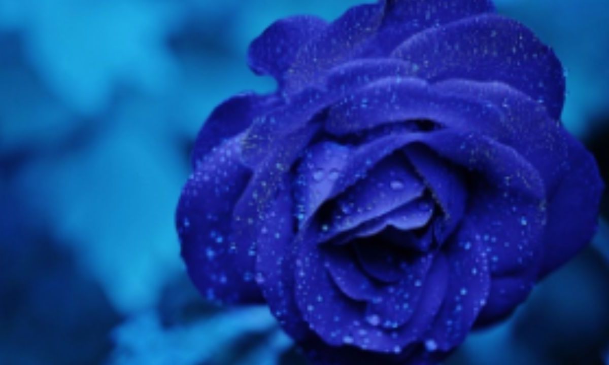 Foto: Pixabay|¿Se las darás a tu baby? Te decimos por qué se regalan flores azules este 3 de octubre