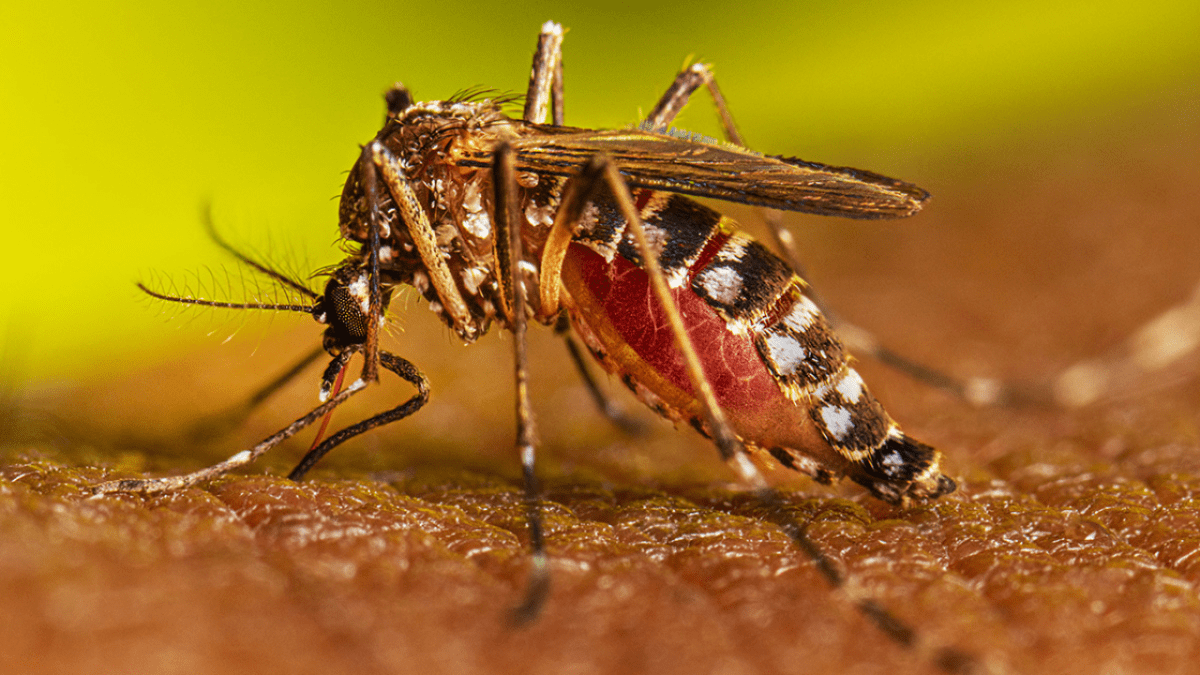 Perú se declara estado de emergencia sanitaria por brote de dengue