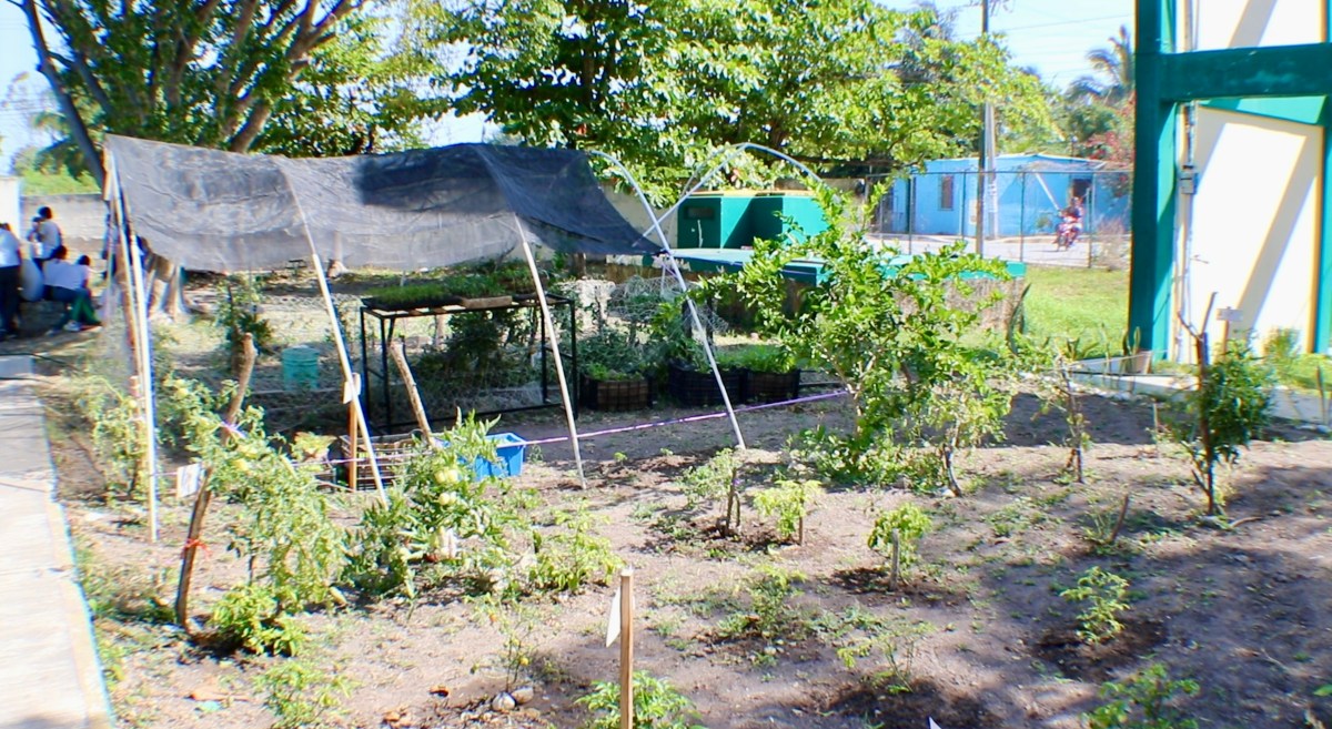 Foto: Cortesía / Cuenta con una diversidad de especies de plantas medicinales y nutrimentales