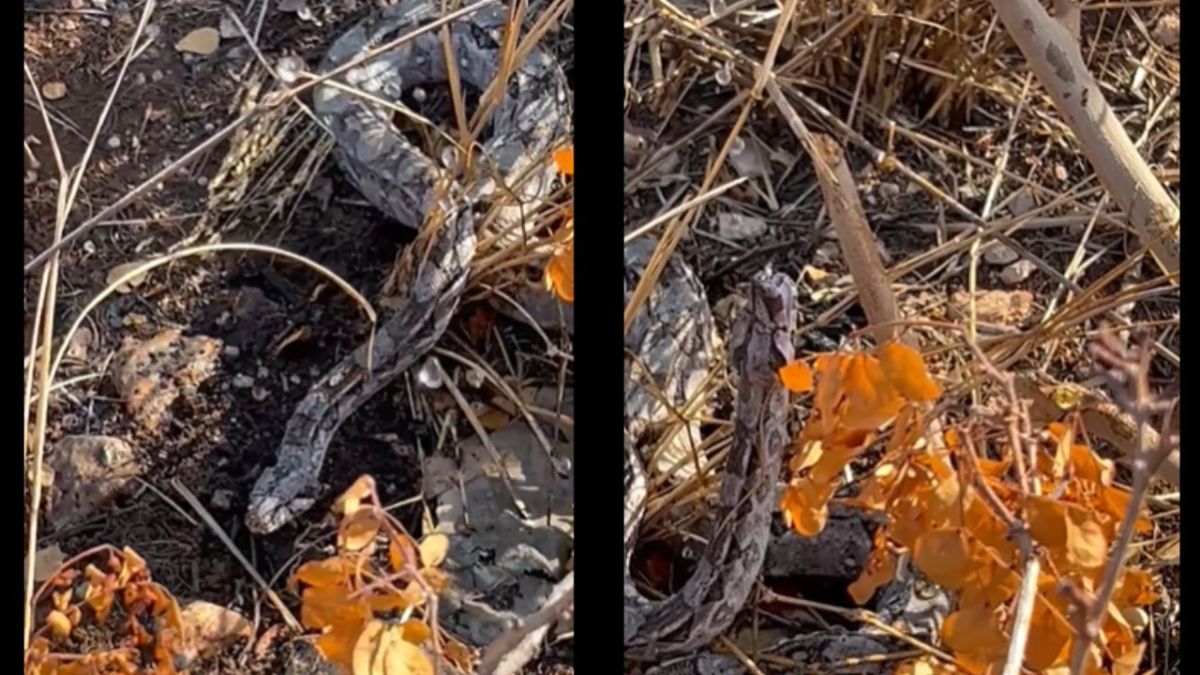 Dan agua a una boa por altas temperaturas en Umán, Yucatán