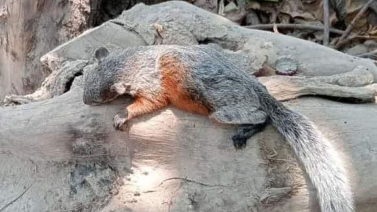 Animales colapsan por calor extremo en la huasteca potosina