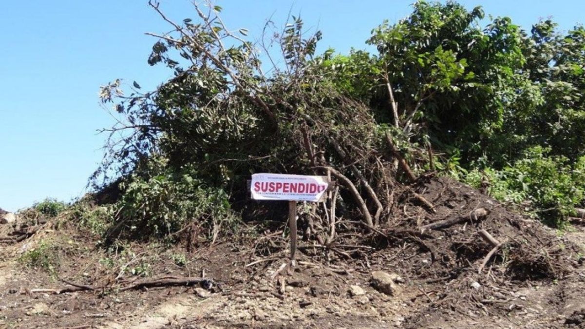 Crisis. La deforestación impacta a la entidad y también es generada por el crecimiento de la mancha urbana, alerta especialista