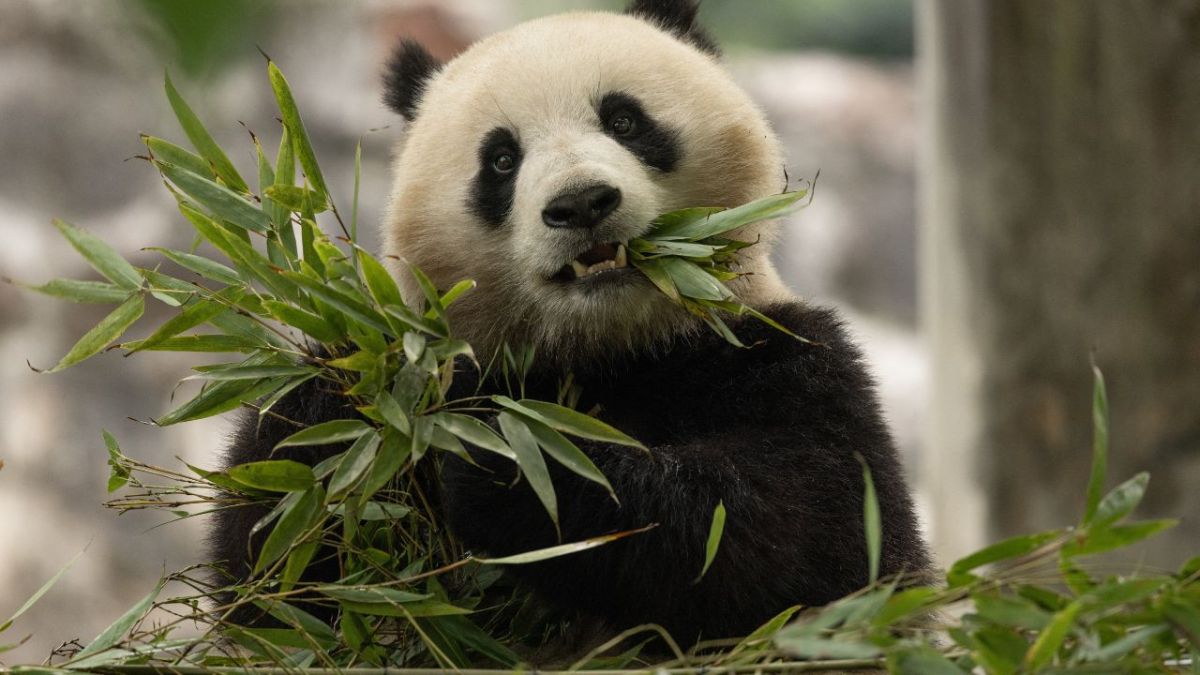 1972 Año en que China inició la llamada “diplomacia panda”, cuando se enviaron los primeros animales a EU.