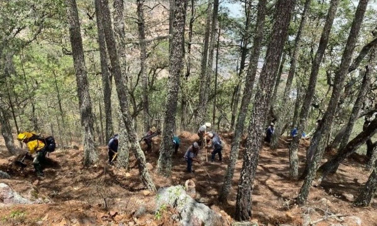 LUCHA. En La Primavera, los tragahumo lograron extinguir las llamas tras un día de trabajo.