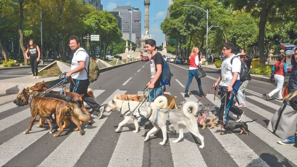 Universo. Los diputados calcularon que en México existen 80 millones de mascotas, de las cuales 43.8 millones son caninos, 16.2 millones felinos y 20 millones son mascotas más pequeñas, como roedores, aves, reptiles y peces.