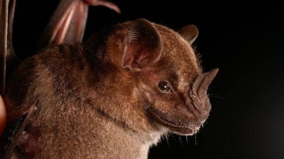 BIODIVERSIDAD. En el mundo hay identificadas mil 500 especies de murciélagos y Quintana Roo tiene 54 de ellas.