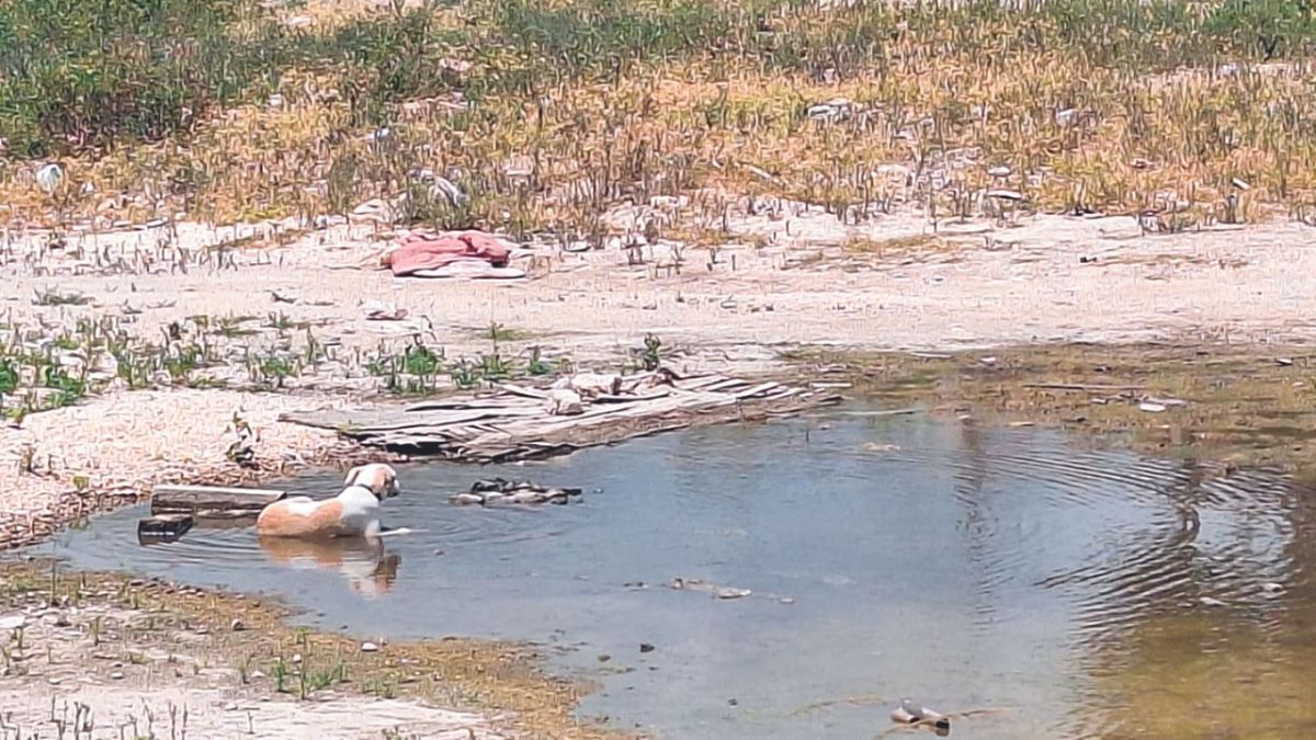 Auxilio. Debido a la ola de calor, jaguares, venados y monos, entre otras especies, se acercan a la mancha urbana en busca de agua o zonas para refrescarse.