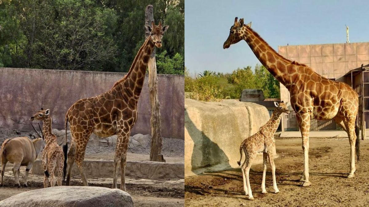 Nace jirafa en Zoológico de San Juan de Aragón