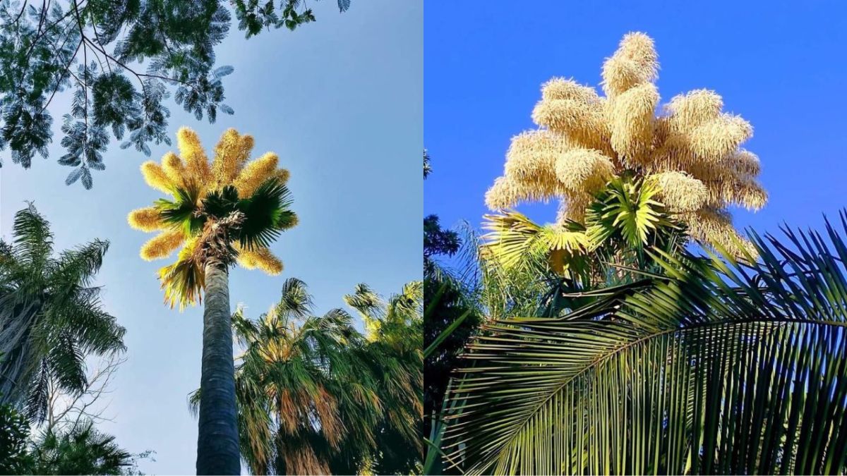 En el Jardín Botánico de Culiacán florece la palma Talipot; es la única en México