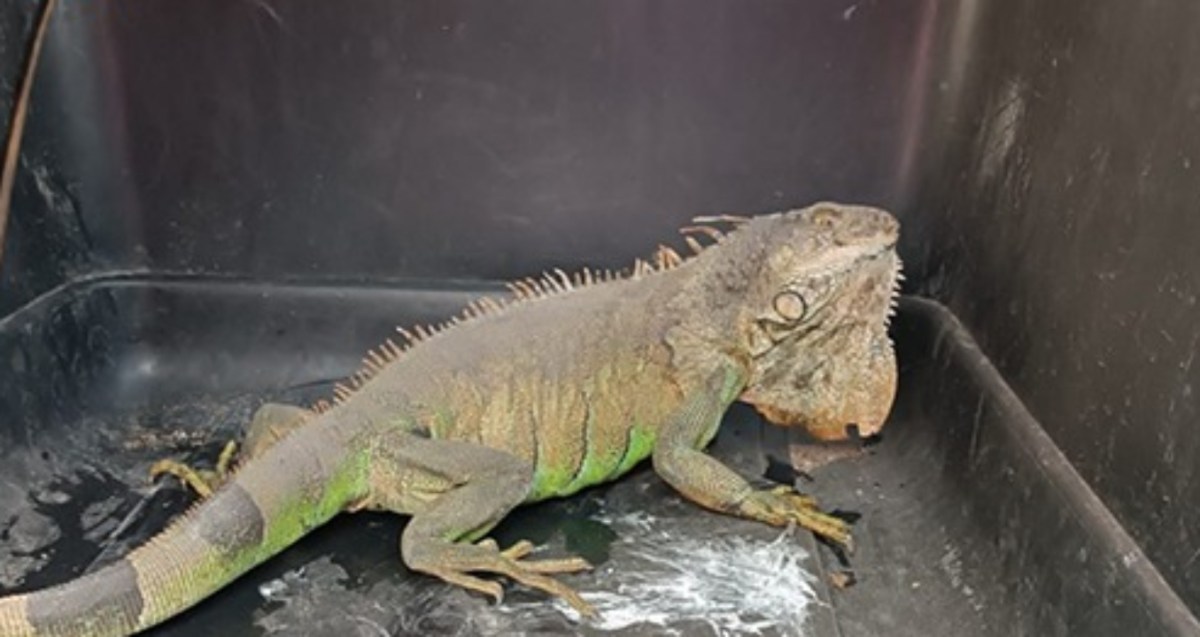 Hallan iguana en coladera de Azcapotzalco