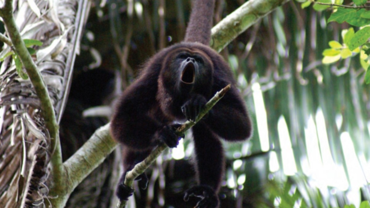 Durante este jueves 30 de mayo, la Profepa reveló que ya suman 8 decesos de ejemplares de monos aulladores en Veracruz.