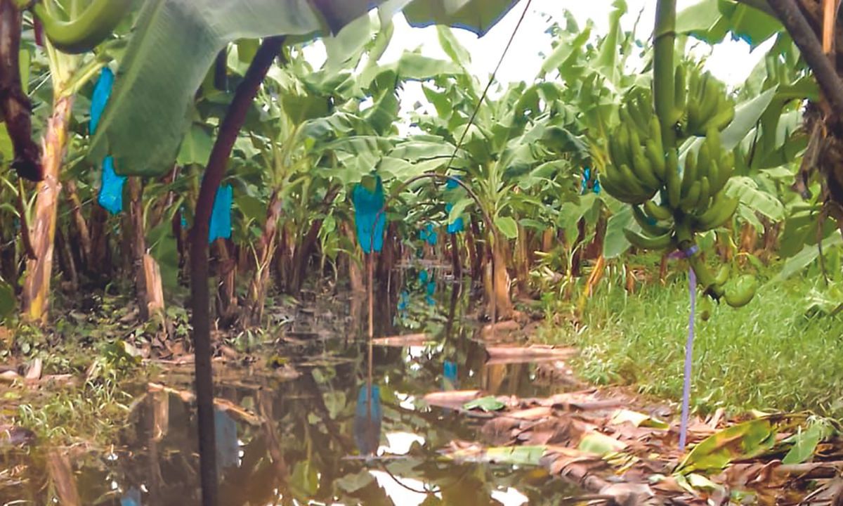 Las fuertes lluvias que dejó a su paso la tormenta tropical Alberto suman daños de hasta 3 millones de dólares en los plantíos de banano, maíz, sorgo, soya, plátano macho,