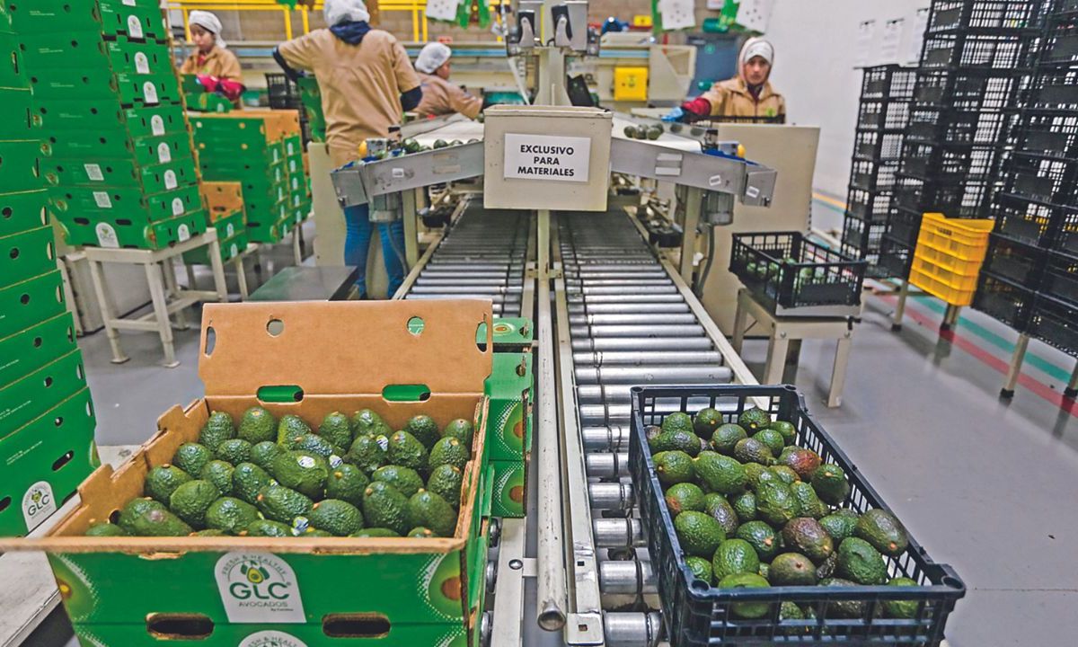 Los productores michoacanos de aguacate enfrentarán pérdidas de poco más de 7.5 millones de dólares por cada día que no se envíe el fruto a Estados Unidos