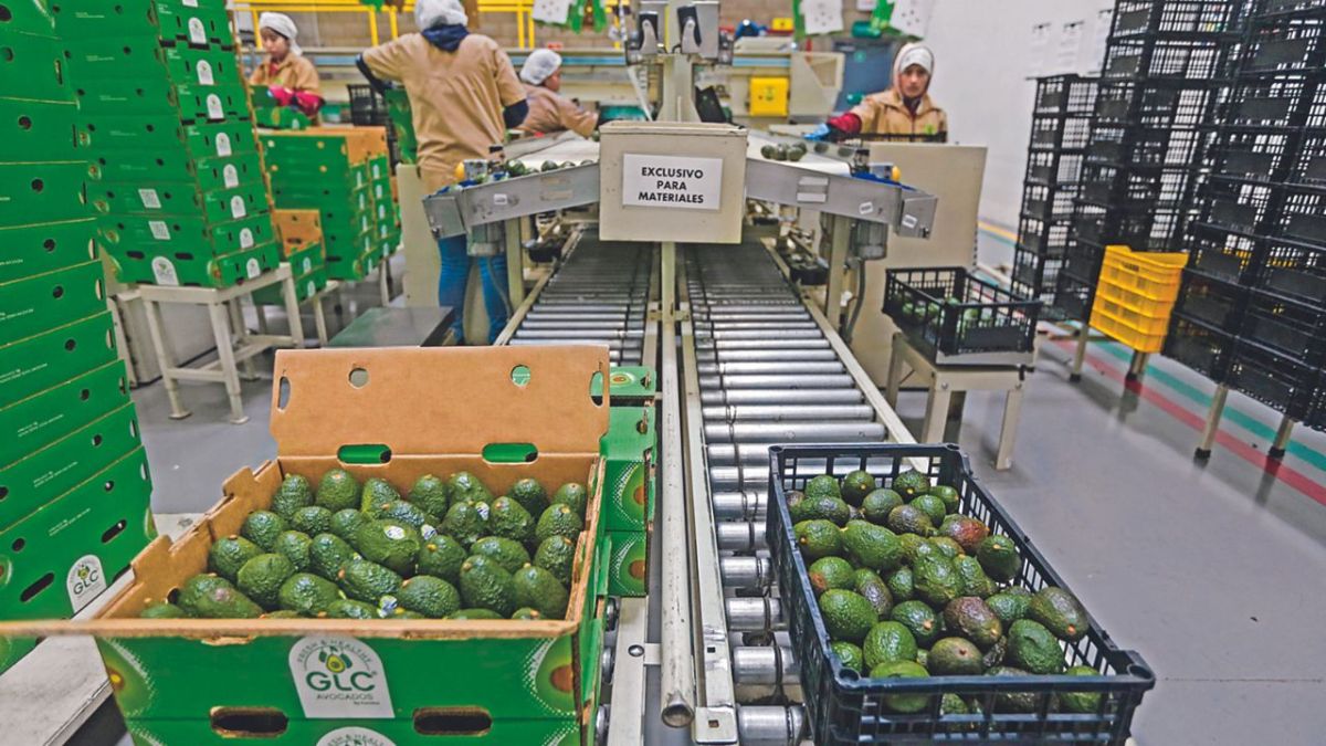 Los productores michoacanos de aguacate enfrentarán pérdidas de poco más de 7.5 millones de dólares por cada día que no se envíe el fruto a Estados Unidos