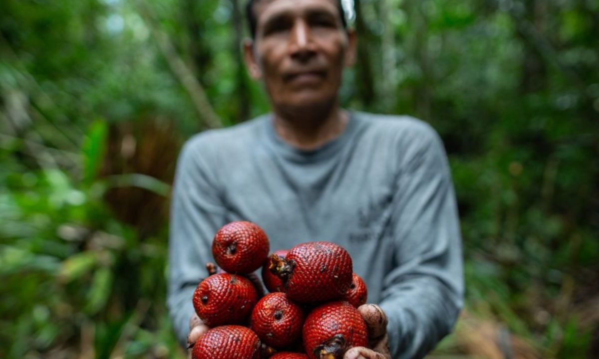 Grupo AJE y AJEMEX contribuyen a evitar la deforestación