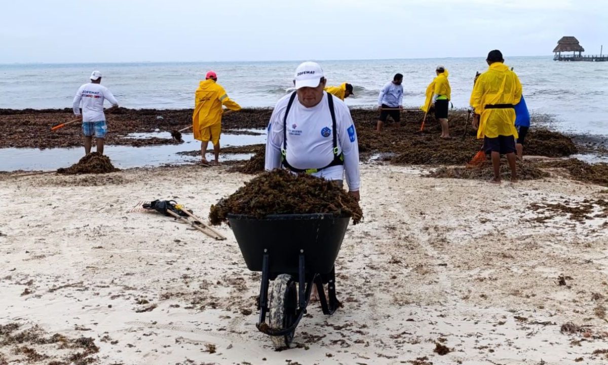 Gobierno de Isla Mujeres atiende recale de sargazo en playas