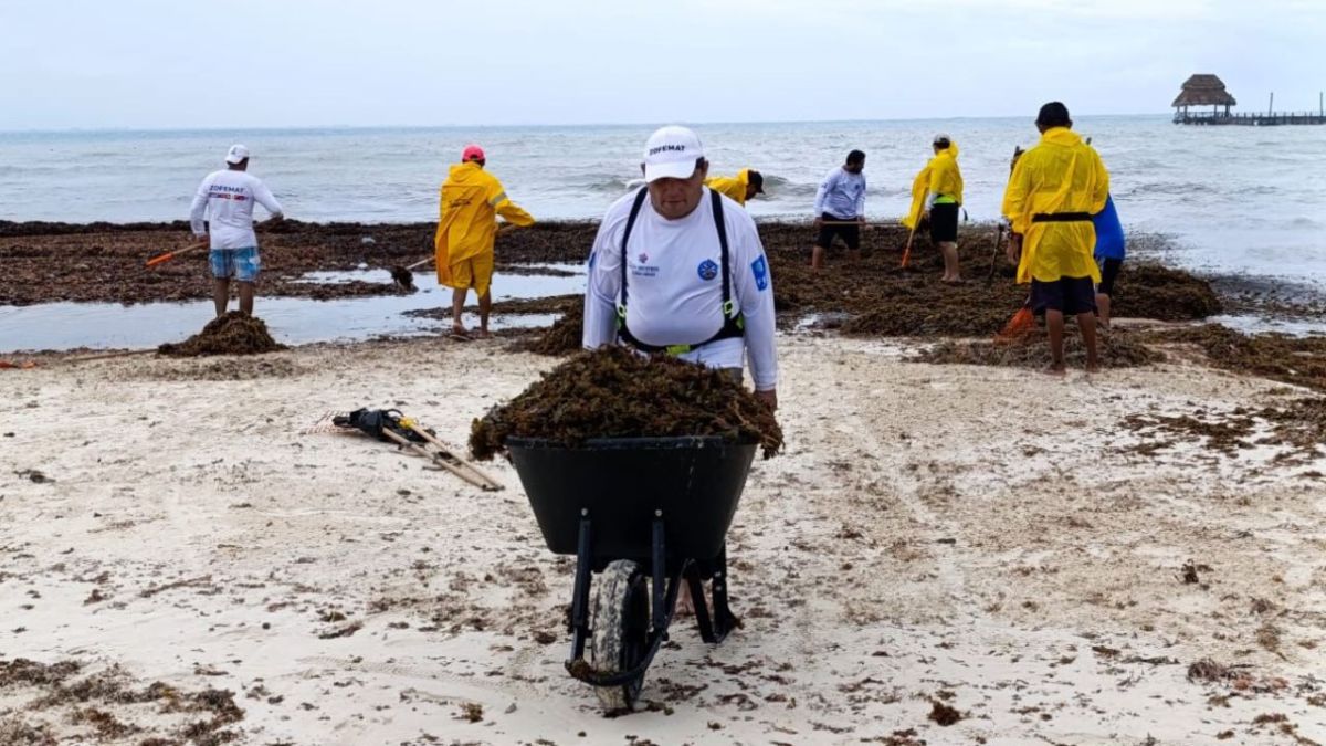 Gobierno de Isla Mujeres atiende recale de sargazo en playas