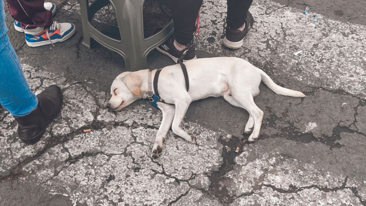 Tensión. Los vecinos sostendrán el fin de semana una reunión para analizar la situación; los perros ya tienen signos de malestar.