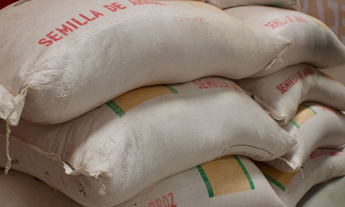 Secretaría de Agricultura y el Gobierno de Campeche entregaron semilla certificada de arroz para reactivar la producción de este grano en la región productora del Valle de Edzná y Yohaltún