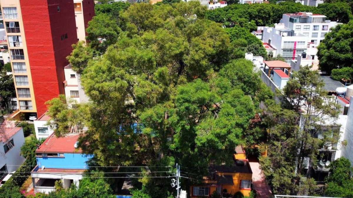 Tras la intervención de vecinos, el árbol Eugenio fue declarado de manera oficial como patrimonio natural y cultural de la Ciudad de México.