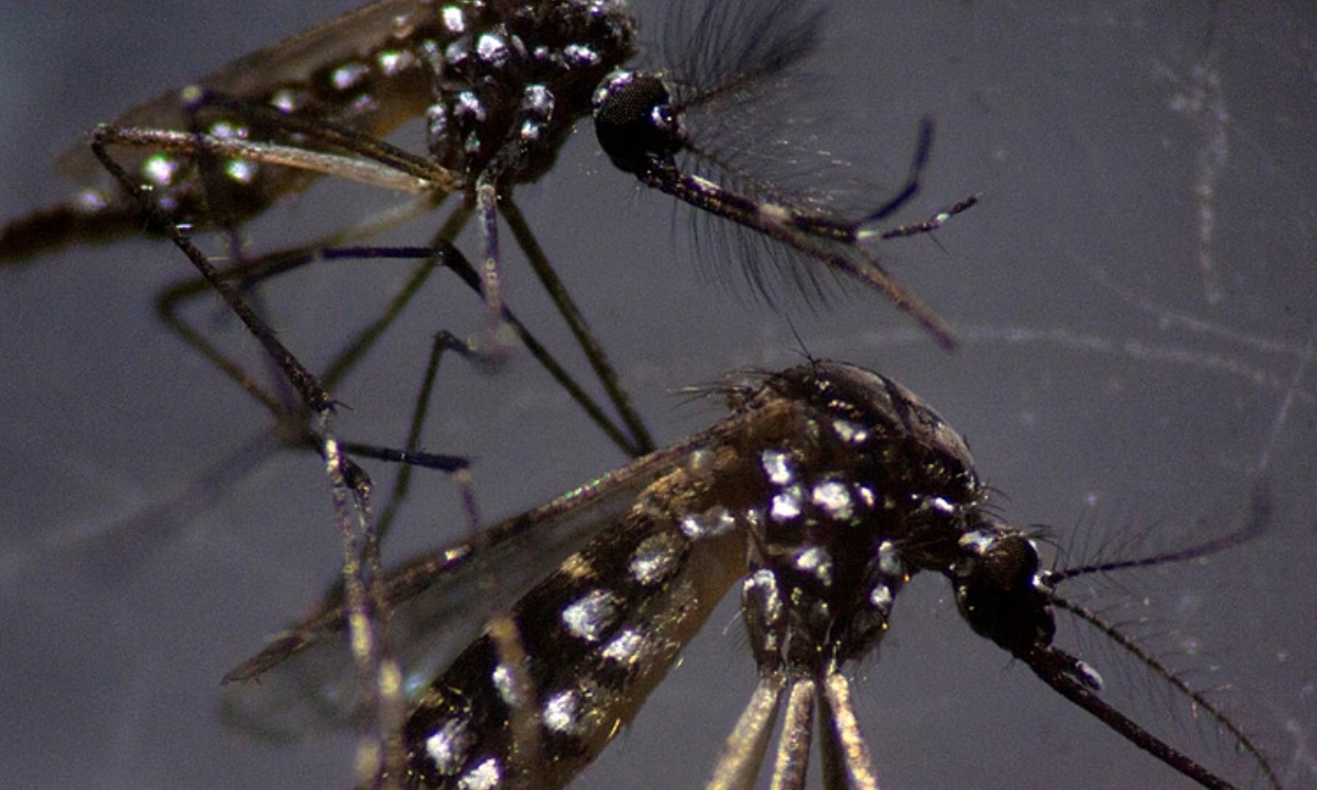 Expertos alertan que el dengue podría abarcar Brasil y México para 2039