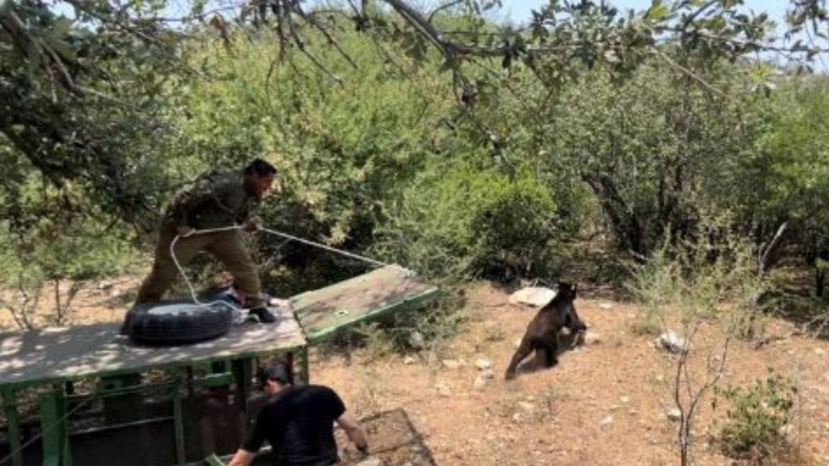 Rescatan a oso negro para evitar que muriera por golpe de calor; deambulaba por calles de Nuevo León