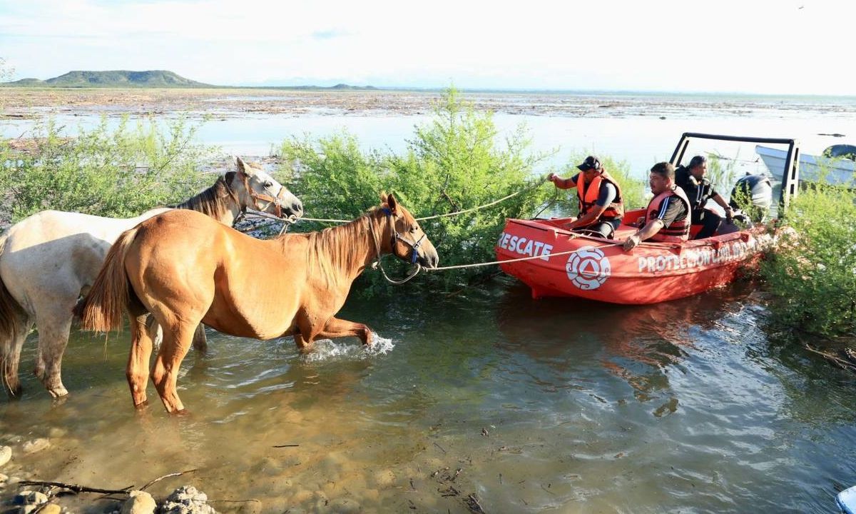 Rescatan a 40 equinos que quedaron varados en la presa Cerro Prieto