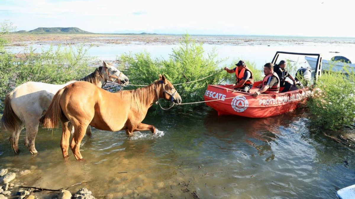 Rescatan a 40 equinos que quedaron varados en la presa Cerro Prieto