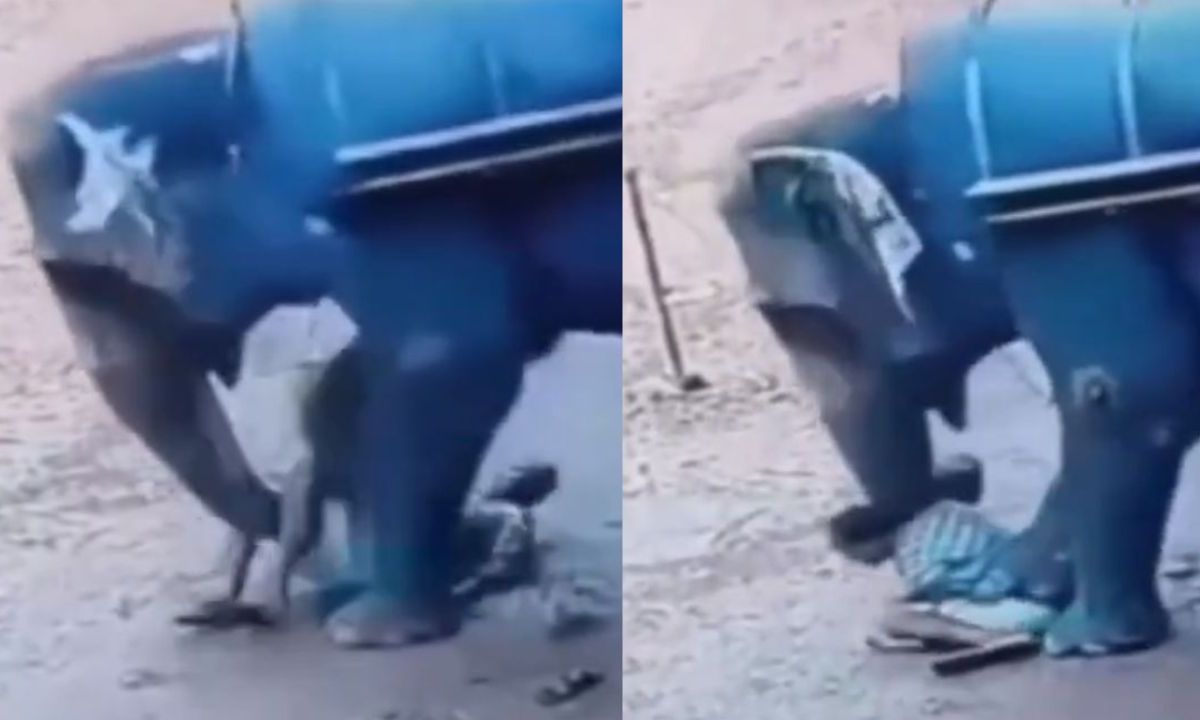 Elefante ataca y aplasta brutalmente a cuidador, hasta terminar con su vida