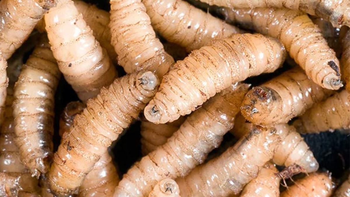 La Secretaría de Agricultura convocó a productores a sumarse a las acciones de prevención contra la plaga del gusano barrenador