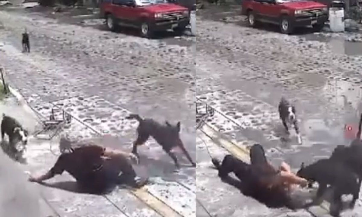 Cuatro perros atacan brutalmente a una señora de la tercera edad que transitaba por la calle