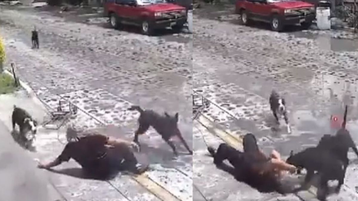 Cuatro perros atacan brutalmente a una señora de la tercera edad que transitaba por la calle
