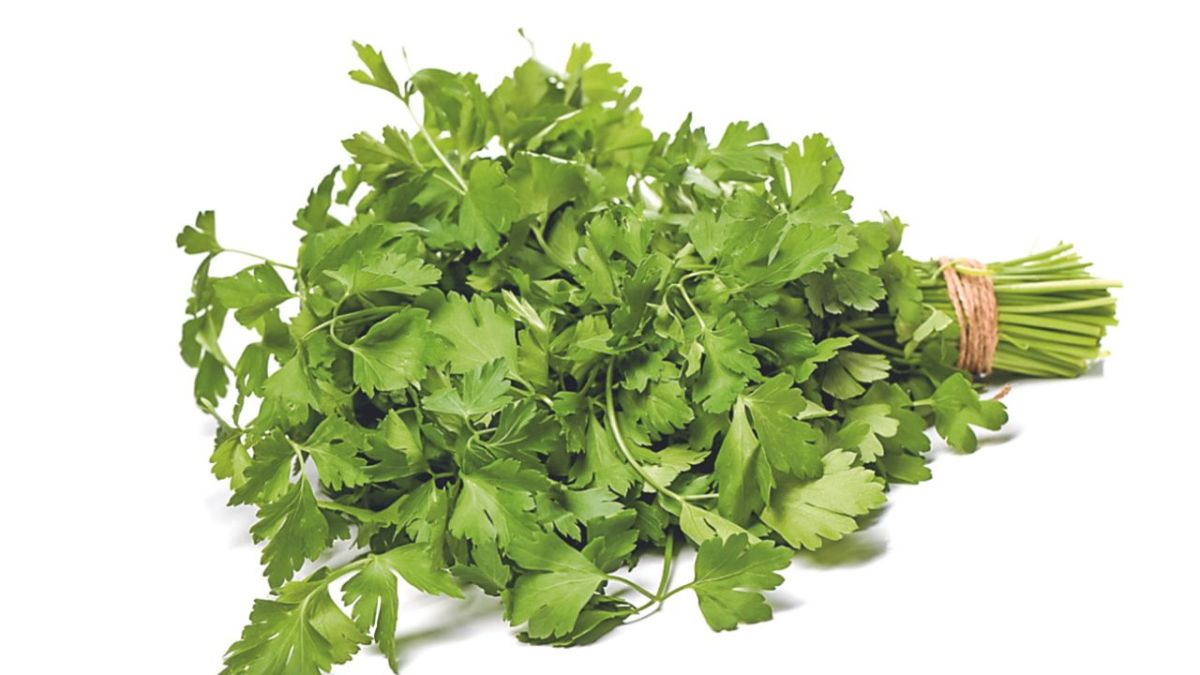 La intensa sequía que afecta a la mayor parte de la República Mexicana ya tiene graves repercusiones en la producción de cilantro que disparó más de 70% su precio