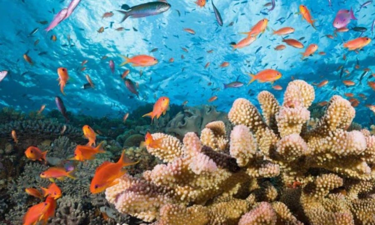 TRASPLANTAN. Para proteger a los corales, los llevan a sitios más profundos para que soporten mejor el calor.