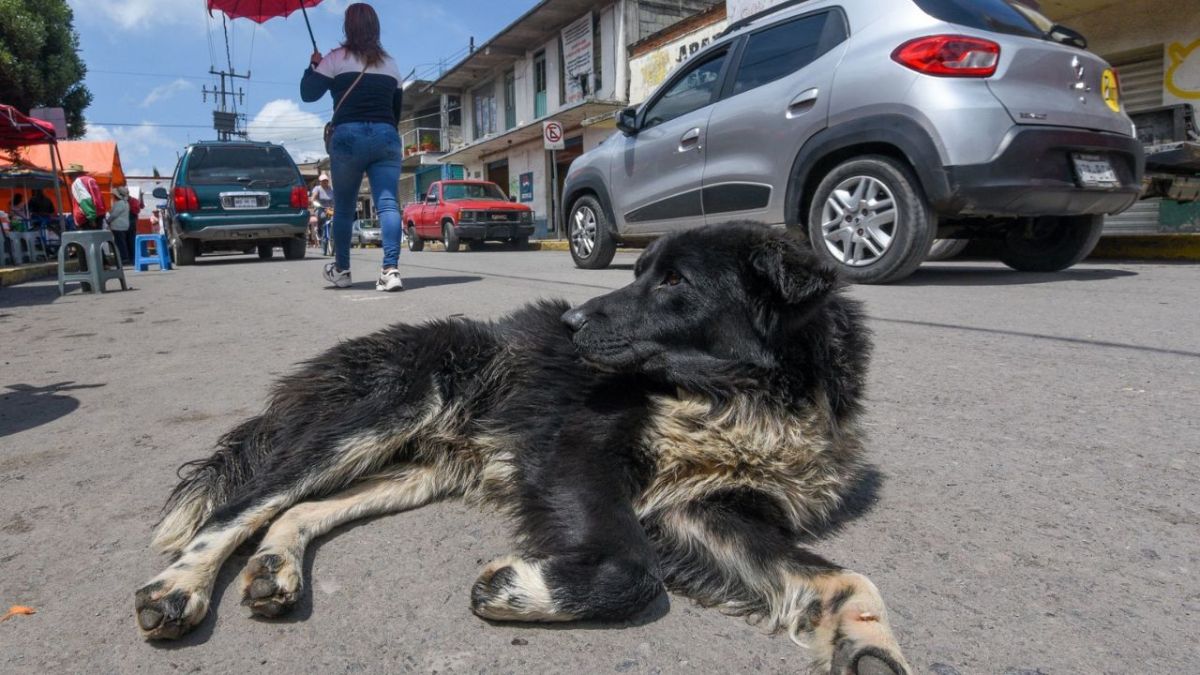 DETALLE. Muchos de estos animales son semi callejeros, pues sus dueños permiten que se ausenten por tiempos indefinidos.