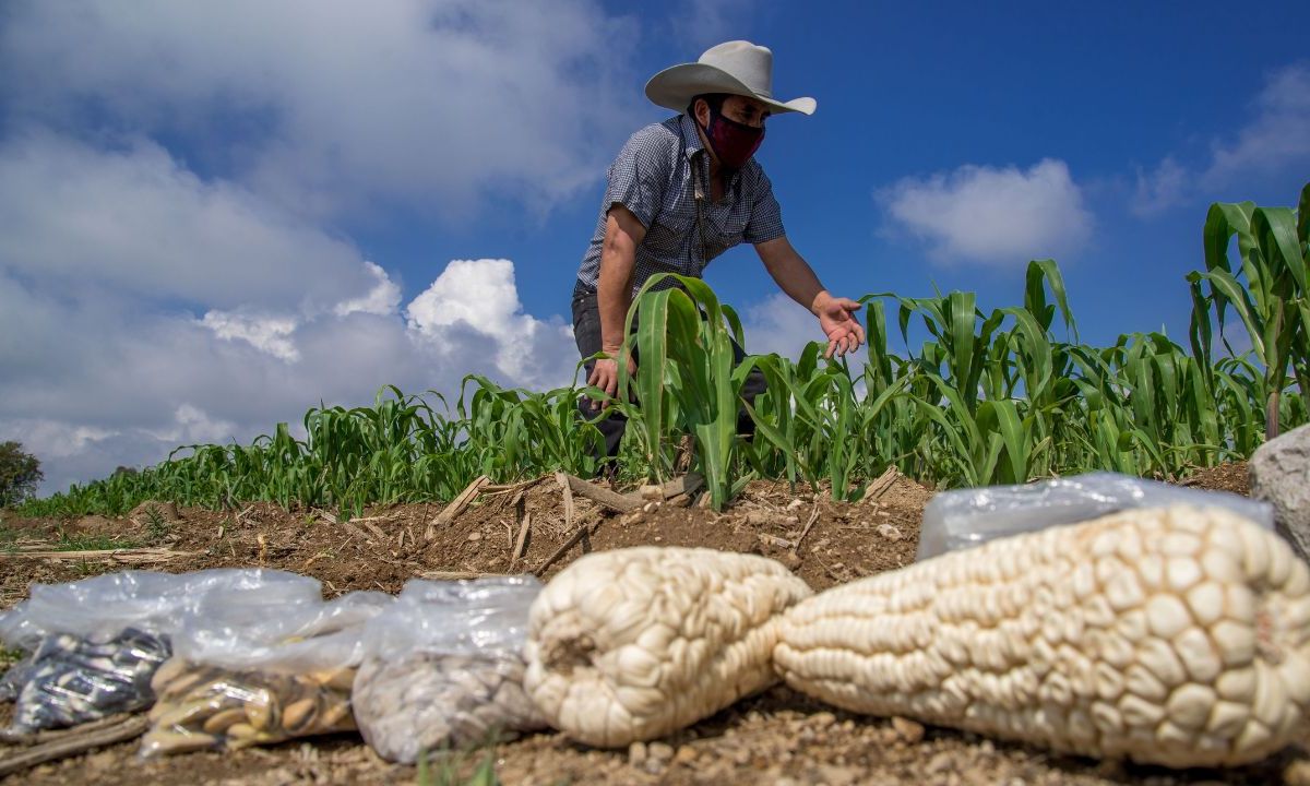 Como parte del proyecto estratégico “Desarrollo de territorios rurales con productores que custodian maíces nativos en México”, la Secretaría de Agricultura realiza acciones de innovación y desarrollo de capacidades en el territorio nacional,