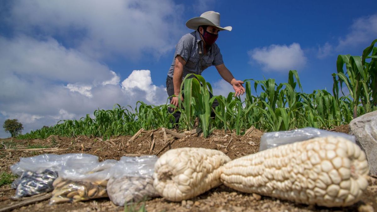 Como parte del proyecto estratégico “Desarrollo de territorios rurales con productores que custodian maíces nativos en México”, la Secretaría de Agricultura realiza acciones de innovación y desarrollo de capacidades en el territorio nacional,