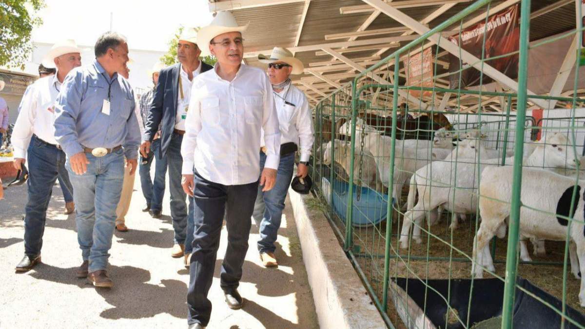 Con 354 mil 480 cabezas de ganado exportadas, Sonora rompió récord el pasado 26 de junio y se prevé que la actividad siga al alza