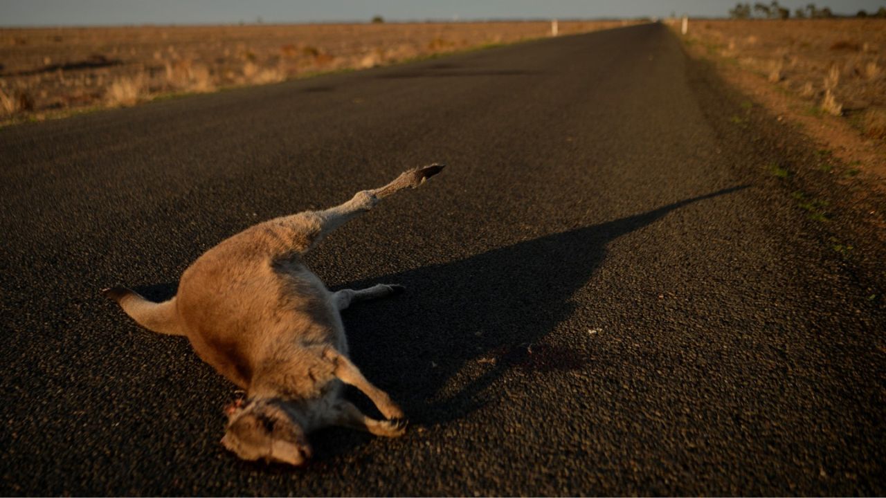 Australia investiga la matanza de 65 canguros - 24 Horas