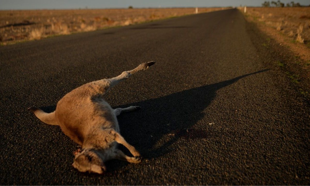 Australia investiga la matanza de 65 canguros