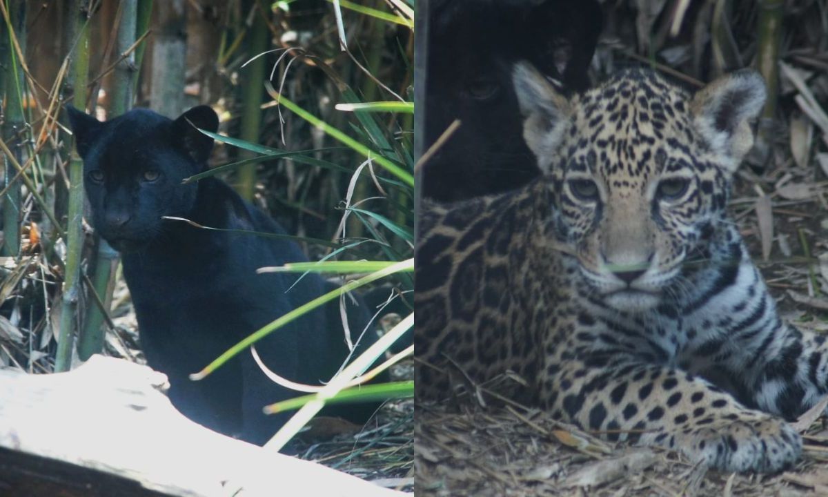 Invita Sedema a nombrar a cachorros de jaguar de Chapultepec