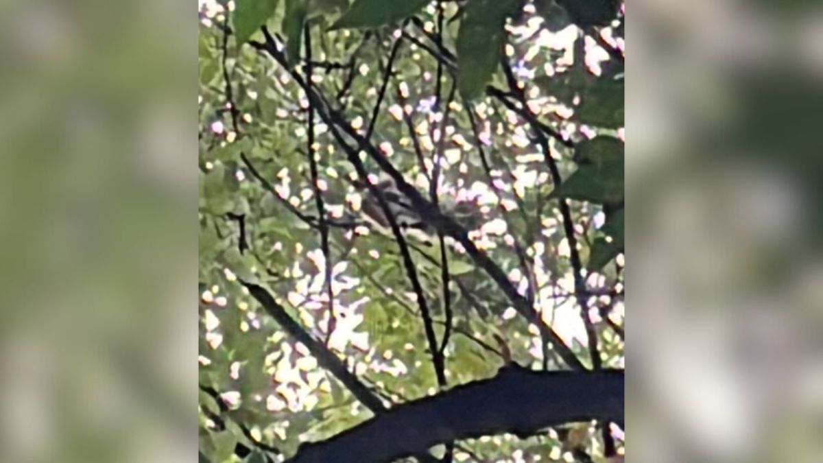 Montan operativo para rescatar a gatito en la Cuauhtémoc; resbala y cae desde lo alto de un árbol