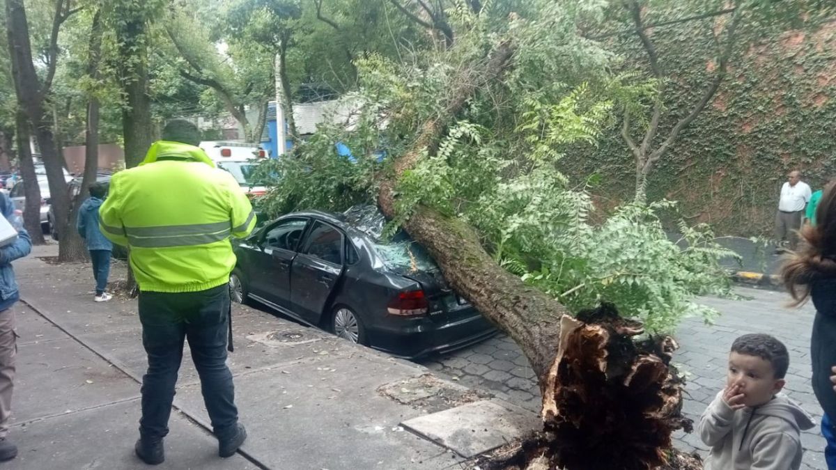 Cae arbol sobre un auto con la conductora adentro en Coyoacán