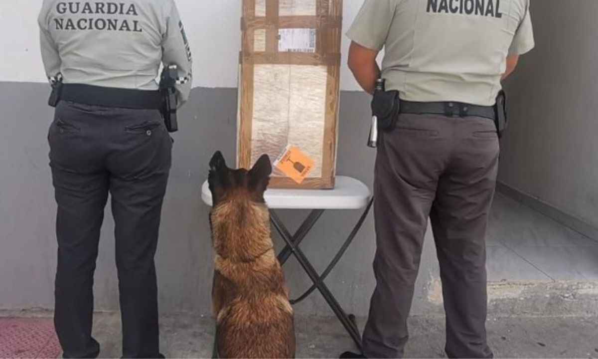 Binomio canino de la GN detecta 12 kilos de posible marihuana en San Luis Potosí