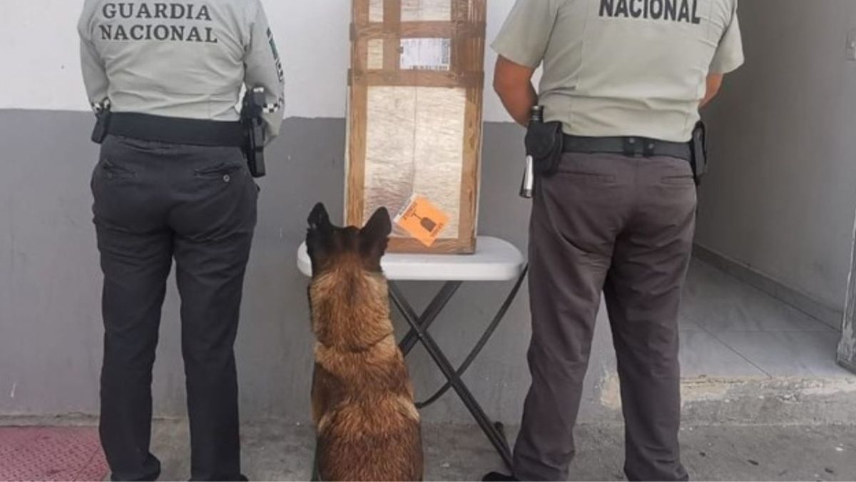 Binomio canino de la GN detecta 12 kilos de posible marihuana en San Luis Potosí